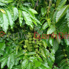 BEAUTIFUL LAND - CHEAP PRICE - OWNER SELLS 20Ha of Coffee Land at Indochina Junction, Bo Y, Ngoc Hoi, Quang Ngai _0