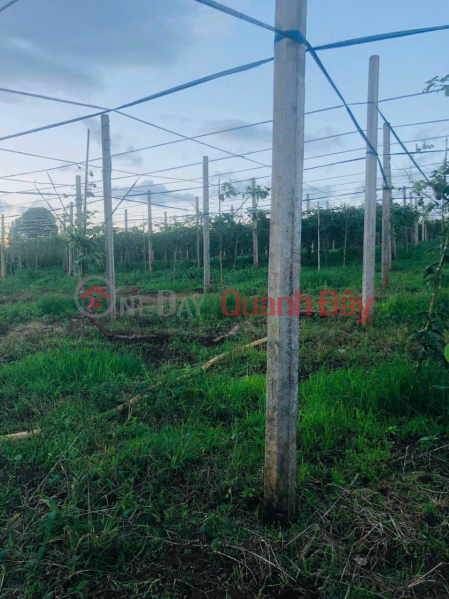 LAND FOR SALE BY OWNER - CHEAP LAND LOT, Beautiful Location In Dak Doa District, Gia Lai Vietnam | Sales | đ 760 Million