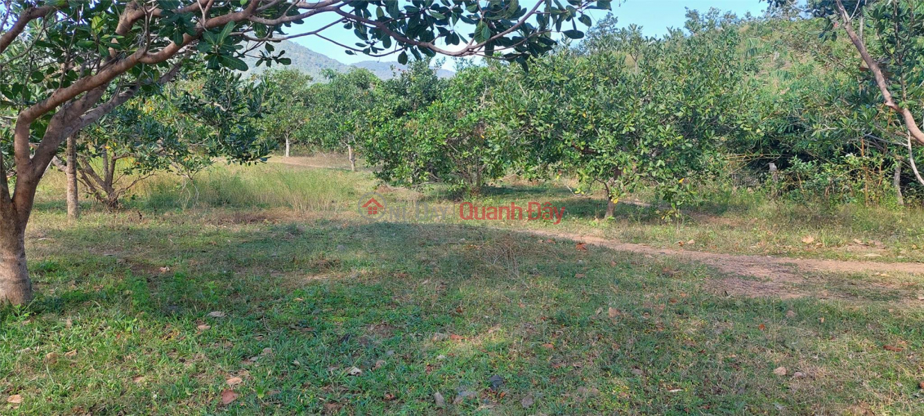 Family needs to sell garden land 12,588m2 frontage concrete road 283m Phuoc Tien, Bac Ai Ninh Thuan. Price 440 million. Sales Listings