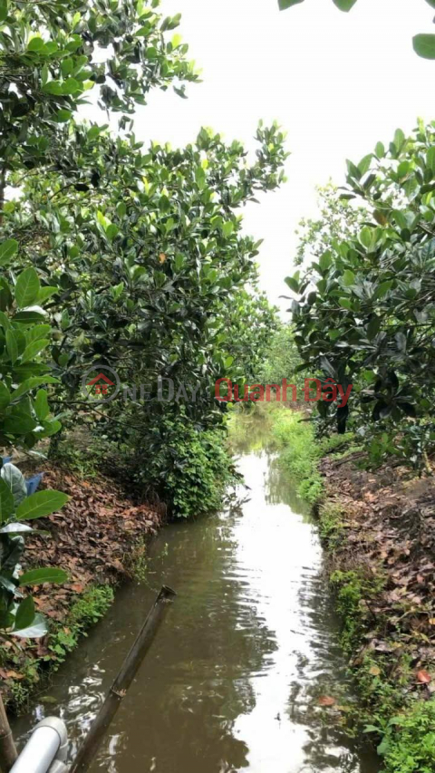 OWNERS Need to Sell Quickly 3.6 PURCHASES OF PURCHASE FOR FRUITS Prime Location In Cai Lay, Tien Giang _0