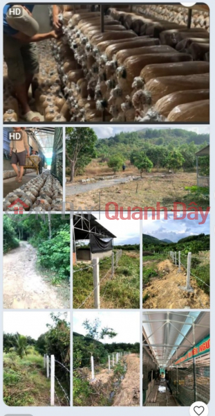 Property Search Vietnam | OneDay | Residential, Sales Listings | BEAUTIFUL LAND - GOOD PRICE The landowner has family matters so he should sell his dedicated land lot in Dien Son, Dien Khanh