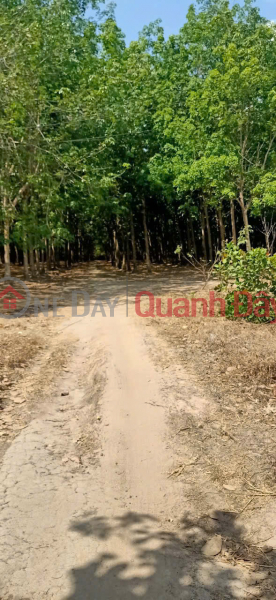 BEAUTIFUL LAND - GOOD PRICE - Prime Location At Soc Qua Hamlet, Tan Hung, Hon Quan, Binh Phuoc Sales Listings