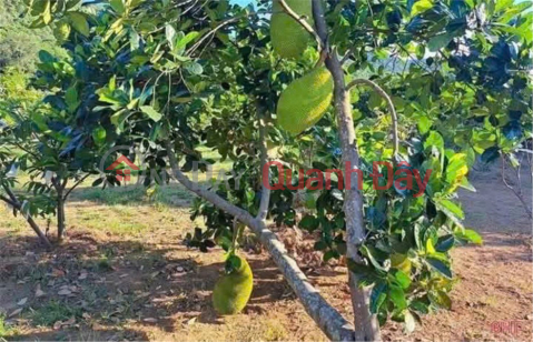 PRIME LOCATION LAND FOR SALE - INVESTMENT OPPORTUNITY - QUICK SALE NEEDED in Hon Quan District, Binh Phuoc Province _0