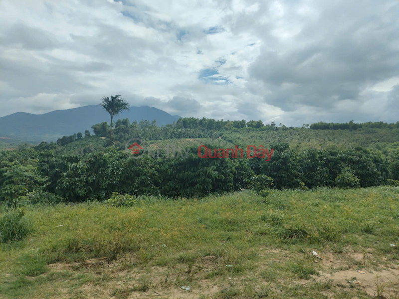Property Search Vietnam | OneDay | Nhà ở, Niêm yết bán Bán rẫy cà phê 3ha tại Hra - 4.000 cây cà phê, có nhà rẫy, gần cao tốc Quy Nhơn-Pleiku, giá 5,4 tỷ