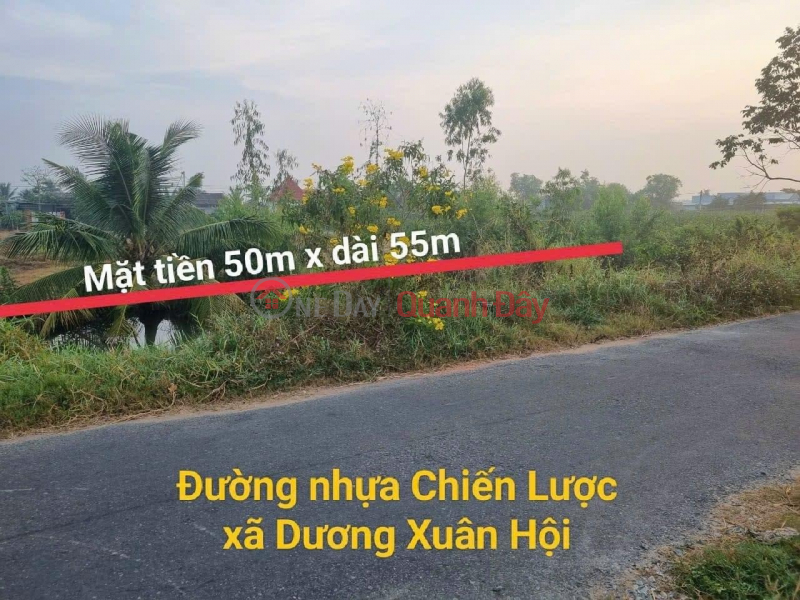 Property Search Vietnam | OneDay | Residential Sales Listings | Own 2 Lots Of Rice Land With Strategic Asphalt Front Facade, Duong Xuan Hoi Commune, Chau Thanh - Long An