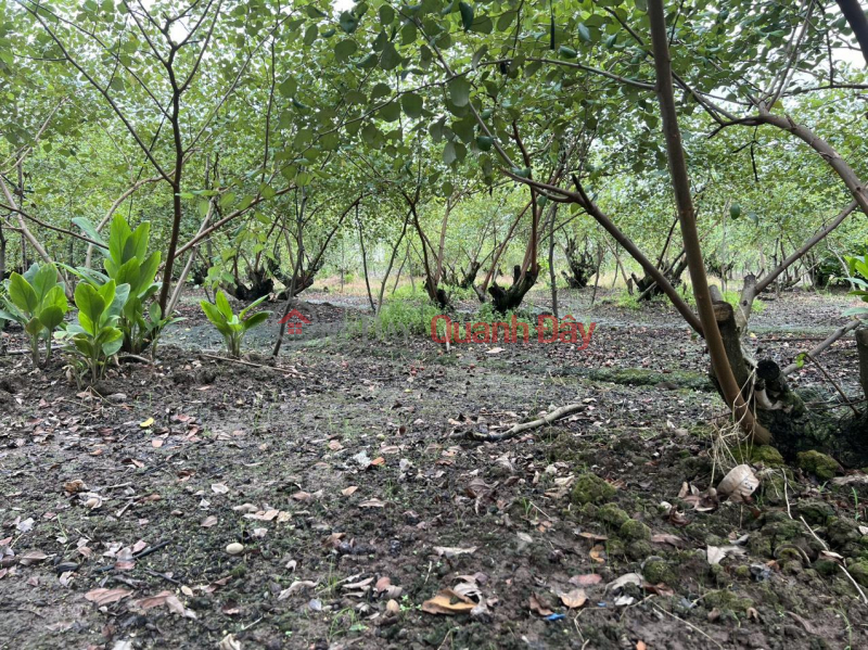 BEAUTIFUL LAND - GOOD PRICE - Beautiful Land Lot For Sale In Tra Canh B Hamlet, Thuan Hoa Commune, Chau Thanh, Soc Trang Sales Listings