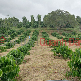 Beautiful Land - Good Price - Owner Needs to Sell Beautiful Land Lot in Truc Son Commune - Cu Jut - Dak Nong _0