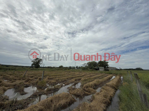 PRIME LAND - GREAT PRICE - Quick Sale in Phuoc Dong Hamlet, Long Chu Commune, Tay Ninh Province (formerly Long Phuoc Commune, Ben Tre Province) _0