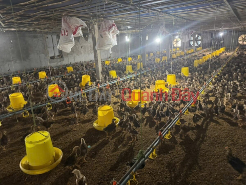 OWNER SELLS CHICKEN FARM 3,430M2 IN DONG SON-CHUONG MY-HANOI _0