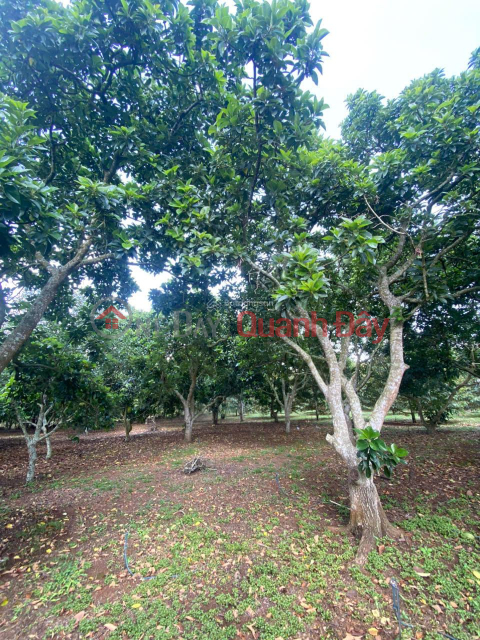 CHỈ 750TR SỞ HỮU NGAY 500M2 ĐẤT CHÍNH CHỦ MẶT TIỀN OTO TRÁNH TẠI BẢO VINH-LONG KHÁNH _0