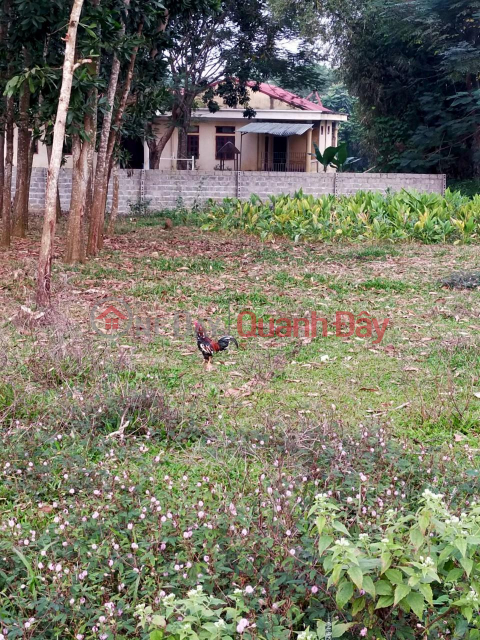 BEAUTIFUL LAND - GOOD PRICE - Owner Needs to Sell Land Lot in Ngoc Lac Town, Thanh Hoa Province _0