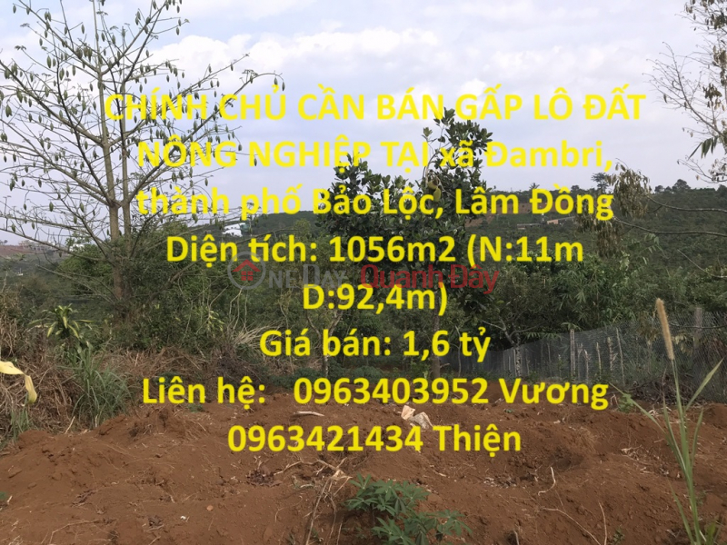 OWNERS NEED TO URGENTLY SELL AGRICULTURAL LOT IN Dambri commune, Bao Loc city, Lam Dong Sales Listings