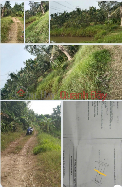 Owner Quickly Sells 2 Plots of Land in Hamlet 3 - An Truong - Cang Long - Tra Vinh, Vietnam Sales | đ 3 Billion