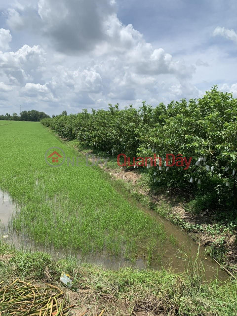 OWNER Needs to Sell Rice Fields in Tan Nhuan Dong Commune, Chau Thanh District, Dong Thap Province _0