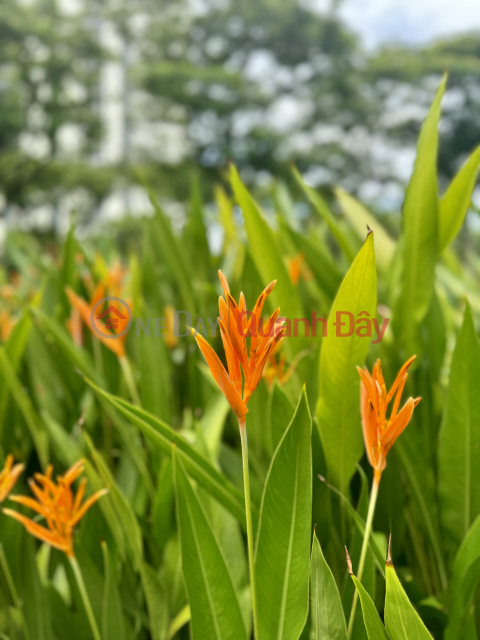 Căn hộ giá tốt dưới 2 tỷ tại Hồ Chí Minh – Setia Edenia bạn không nên bỏ lỡ _0