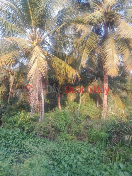 ₫ 1.25 Billion BEAUTIFUL LAND - GOOD PRICE - QUICK OWNERS SELL land plot in TRA CON commune - TRA ON district - VINH LONG