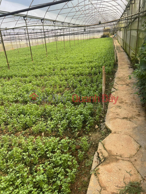 NEED MONEY - URGENT FOR RENT - Agricultural Land Plot In Dasar, Lac Duong District, Lam Dong _0