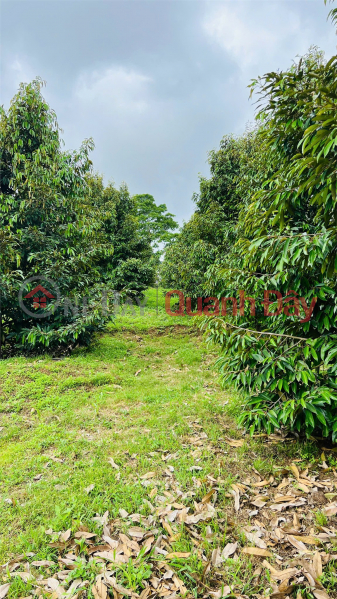 đ 3.9 Billion | BEAUTIFUL LAND - INVESTMENT PRICE - QUICK SALE OF LAND IN Long Khanh Town, Dong Nai