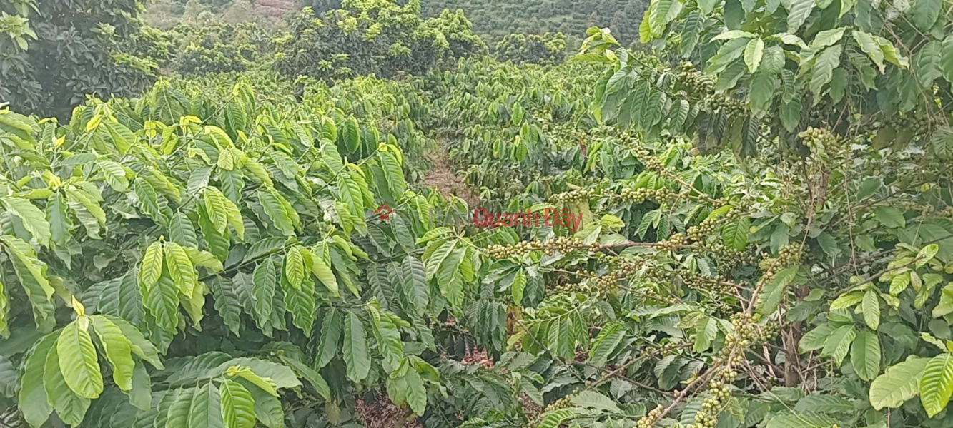 đ 6,5 tỷ, ĐẤT ĐẸP – GIÁ ĐẦU TƯ - CẦN BÁN LÔ ĐẤT RẪY SẦU TẠI Tại thôn Quảng Bình, xã Kiến Đức, Đăk Nông