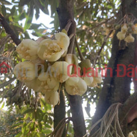 OWNER Needs to Sell Durian Garden in Quoc Oai Commune, Da teh, Lam Dong _0