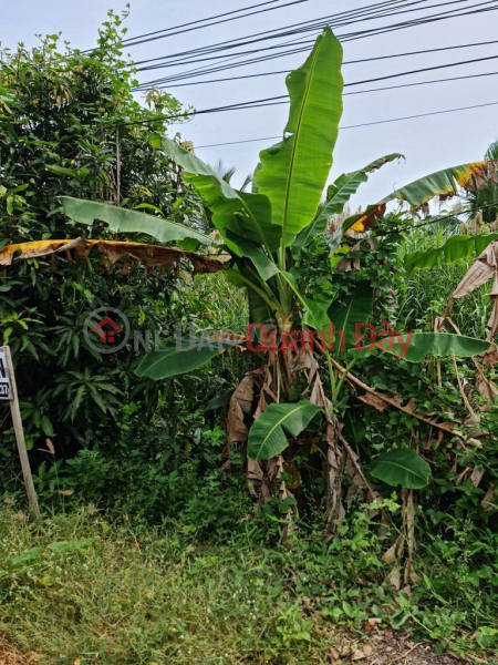 THE OWNER IS URGENTLY SELLING RESIDENTIAL LOT OF LAND IN Binh Tan, Thanh Binh, Dong Thap, Vietnam, Sales ₫ 390 Million