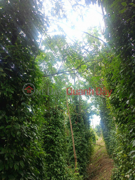 Durian garden of more than 1000m2 in Gia Nghia city for sale only 220 million | Vietnam, Sales | đ 220 Million