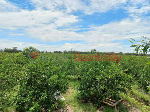 BEAUTIFUL LAND - GOOD PRICE - Need to Sell Land Lot Quickly In Thu Thua District, Long An _0