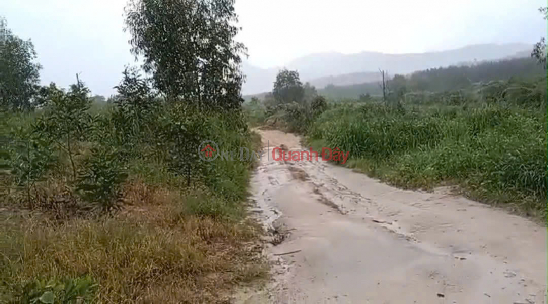 Property Search Vietnam | OneDay | Nhà ở | Niêm yết bán | CHÍNH CHỦ CẦN BÁN NHANH GẦN 10HA ĐẤT TRỒNG CHÀM Tại LaGi, Bình Thuận - Giá Siêu Rẻ