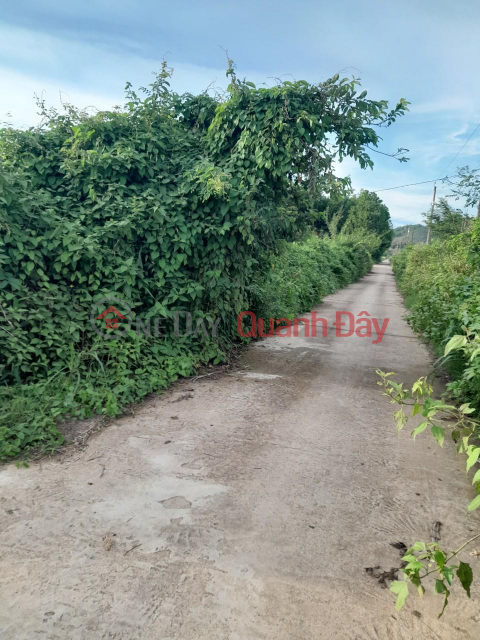 BEAUTIFUL LAND - EXTREMELY SHOCKING PRICE - OWNER NEEDS TO SELL 3 LOT OF LAND in Cat Tien, Lam Dong _0