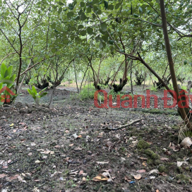 BEAUTIFUL LAND - GOOD PRICE - Beautiful Land Lot For Sale In Tra Canh B Hamlet, Thuan Hoa Commune, Chau Thanh, Soc Trang _0