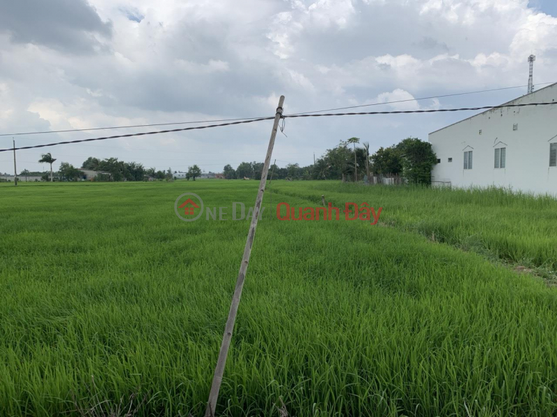 OWNER LAND - GOOD PRICE - For Quick Sale 2 Lots of Land Adjacent to Phi Truong Residential Area, Tan Lan, Can Duoc, Long An | Vietnam, Sales | đ 2.4 Billion