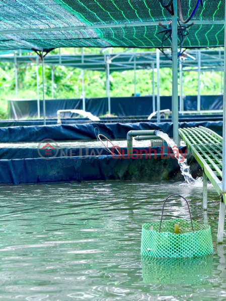 Owner is transferring ownership of a 1-hectare aquaculture farm with a modern system, located 80km from Da Lat. Vietnam | Sales đ 7 Billion