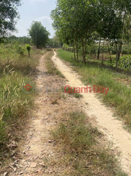 Property Search Vietnam | OneDay | Nhà ở Niêm yết bán | Bán 2 lô đất nằm liền kề, diện tích lớn phù hợp đầu tư, xây kho xưởng, kinh doanh, nhà vườn