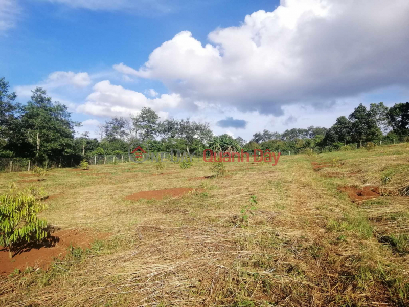 Property Search Vietnam | OneDay | Residential | Sales Listings OWNER NEEDS TO SELL 2 HECTA LOT OF LAND WITH 400 PERSONAL PLAN TREES IN Cu Ne Commune, Krong Buk, Dak Lak