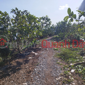 Selling a 1000m2 fruit garden, Long Thang commune, Lai Vung district, Dong Thap _0