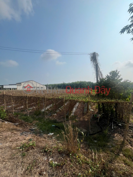 PRIME LAND - GOOD PRICE - URGENT SALE! Land for sale in Suoi Da Commune, Duong Minh Chau District, Tay Ninh Province. | Vietnam | Sales, đ 1.05 Billion