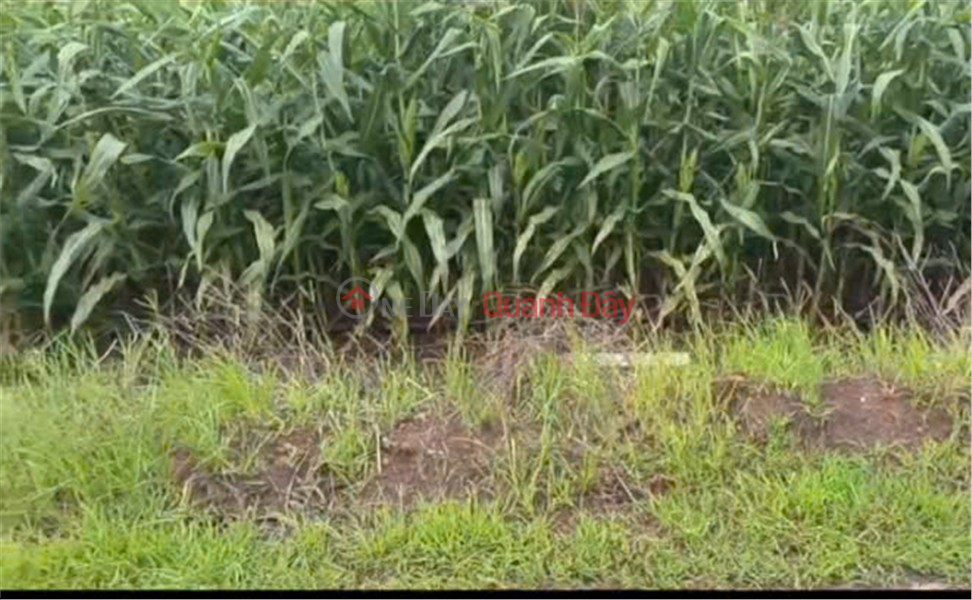 Property Search Vietnam | OneDay | Nhà ở | Niêm yết bán ĐẤT ĐẸP – GIÁ TỐT - Chính Chủ Bán Đất Xã Lang Minh, Huyện Xuân Lộc, Đồng Nai