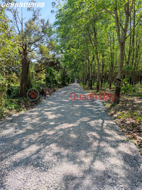 2000m2 of super nice garden land for sale, super cheap price in Chau Thanh, Tay Ninh _0