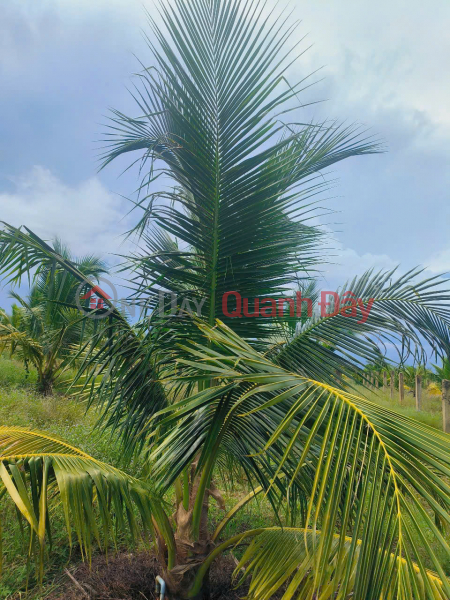 đ 2 Billion, BEAUTIFUL COCONUT GARDEN LAND – GOOD PRICE – OWNER NEEDS TO SELL IN BAC BINH TOWN, BAC BINH DISTRICT, BINH THUAN PROVINCE