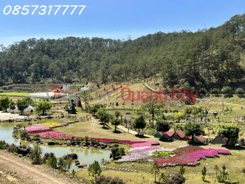 GOLDEN OPPORTUNITY – PARTNERSHIP - TRANSFER OF A AGRICULTURAL TOURISM PROJECT IN LANGBIANG WARD, DA LAT _0