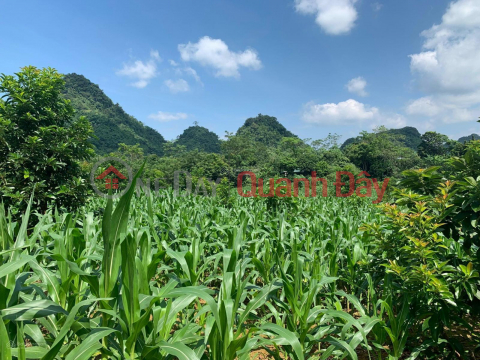 Selling 3000m2 of land in Thung Muong, Tu Son, Kim Boi, Hoa Binh. Price is just over 300k\/m2. _0