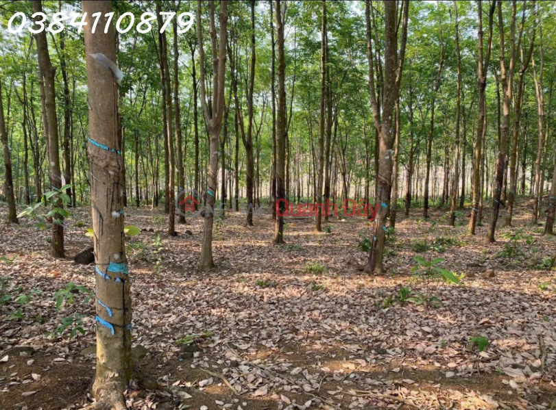 Property Search Vietnam | OneDay | Residential | Sales Listings, BEAUTIFUL LAND IN TAN LOI – DONG PHU, 2 HA OF RUBBER – ONLY 3 BILLION