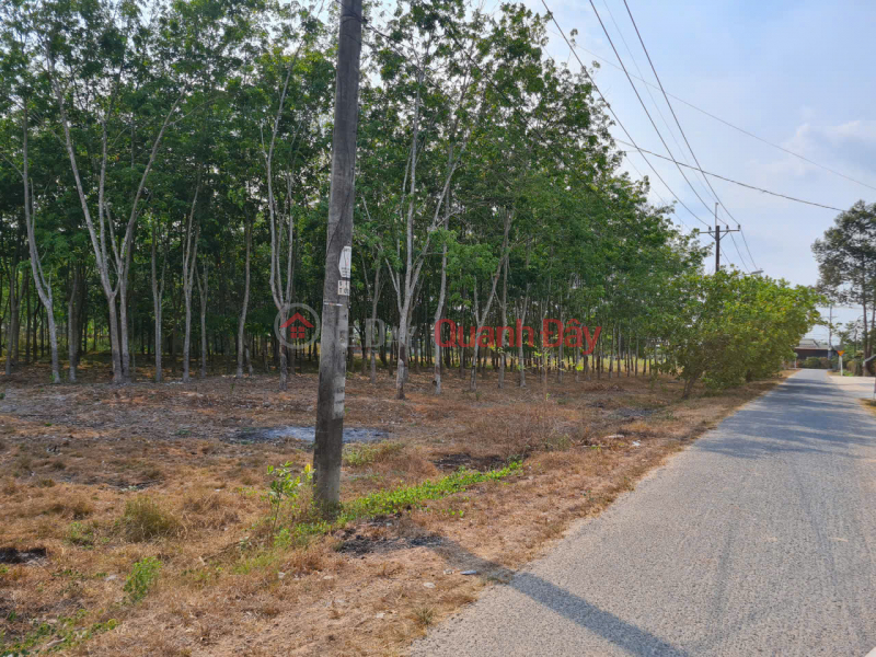 Property Search Vietnam | OneDay | , Niêm yết bán Cần thanh lý trong tháng lô đất HXH đường Phú Thuận, Xã Phú Mỹ Hưng ( nay là xã An Nhơn Tây),Huyện Củ Chi, TP.HCM