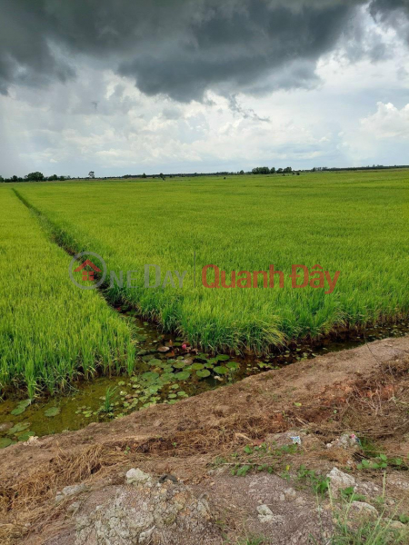 BEAUTIFUL LAND - GOOD PRICE - 49 Condominiums of Field Land for Sale in Kien Luong District - Kien Giang Sales Listings
