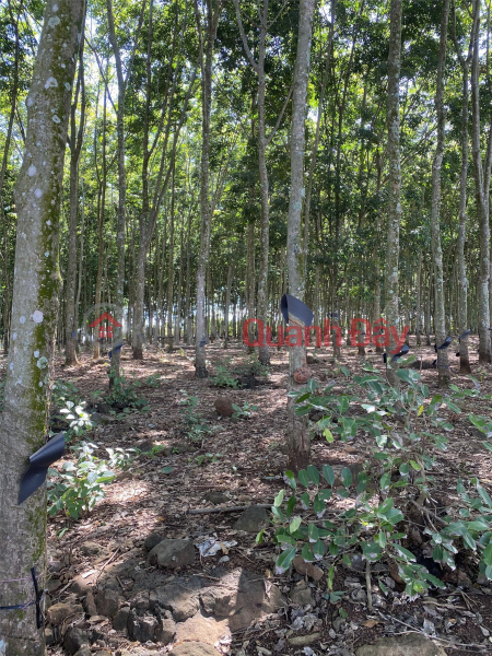 Property Search Vietnam | OneDay | Residential | Sales Listings | BEAUTIFUL LAND - GOOD PRICE - OWNER SELLING LAND LOT IN Dak RLa Commune, Dak Mil District, Dak Nong