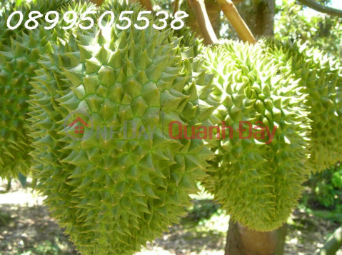 Durian garden for sale 17000m2 Phu Rieng Binh Phuoc _0