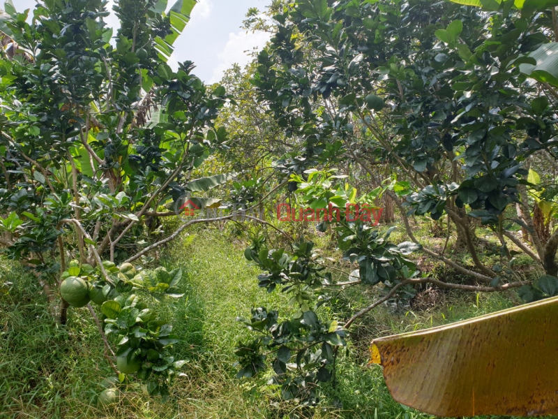 BEAUTIFUL LAND - GOOD PRICE - URGENTLY SELLING 1 Acre of Frontage Land in An Hoa Commune, Chau Thanh, Ben Tre, Vietnam | Sales, đ 2.04 Billion