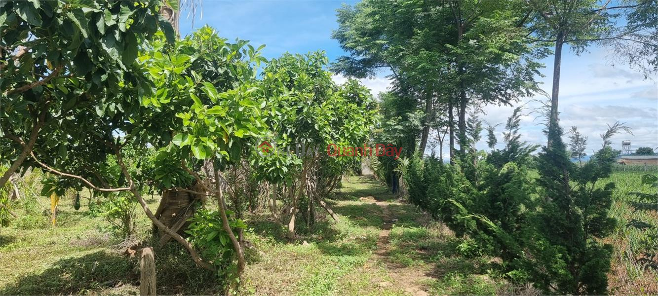 đ 20 Billion BEAUTIFUL LAND - GOOD PRICE - Owner Needs to Sell Land Lot in Phu Hoi Commune, Duc Trong District, Lam Dong Province