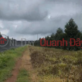10 hectares of 4-year-old Thai durian trees - Dak Doa, Gia Lai - 2,000 trees, flat red soil - price 40 billion VND _0