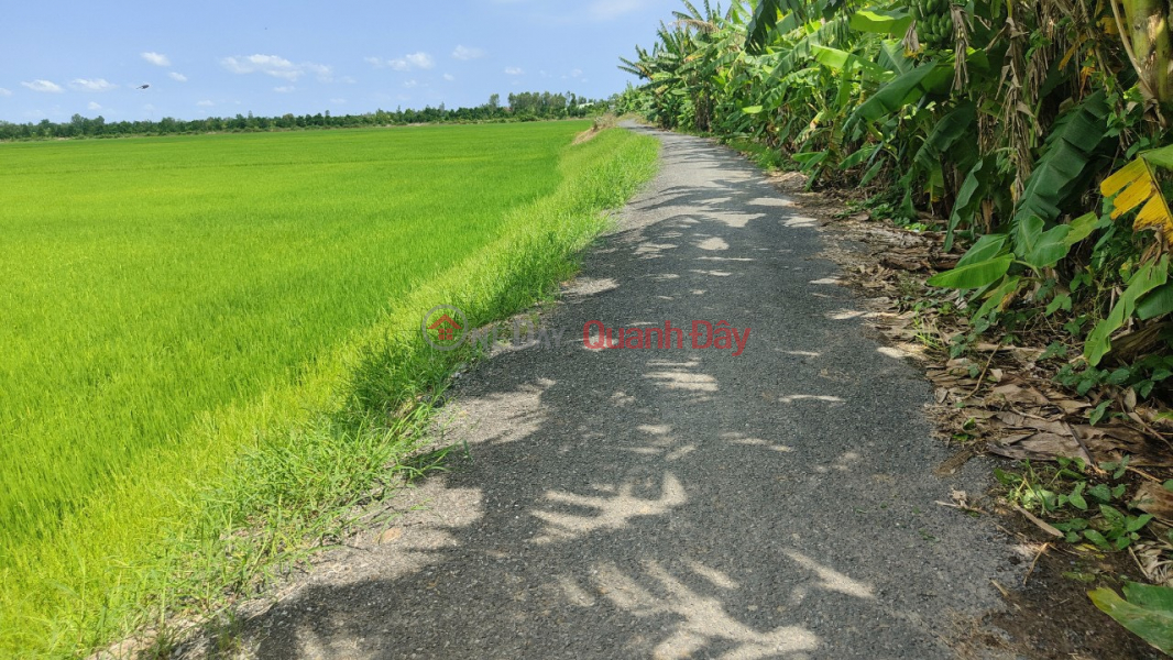 Property Search Vietnam | OneDay | Residential, Sales Listings | QUICK SALE OF 31 FIELD LAND - BEAUTIFUL LOCATION In Thanh Loi Commune, Thap Muoi, Dong Thap